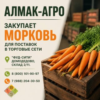 Морковь