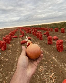 Лук