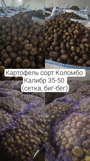 Картофель