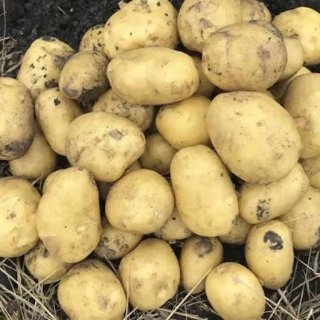 Картофель