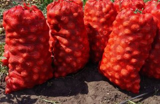 Лук