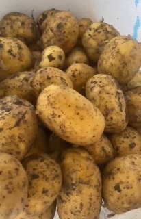 Картофель