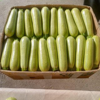 Кабачок